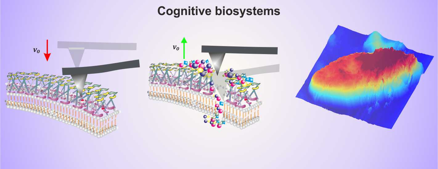 Cognitive biosystems HOMEPAGE