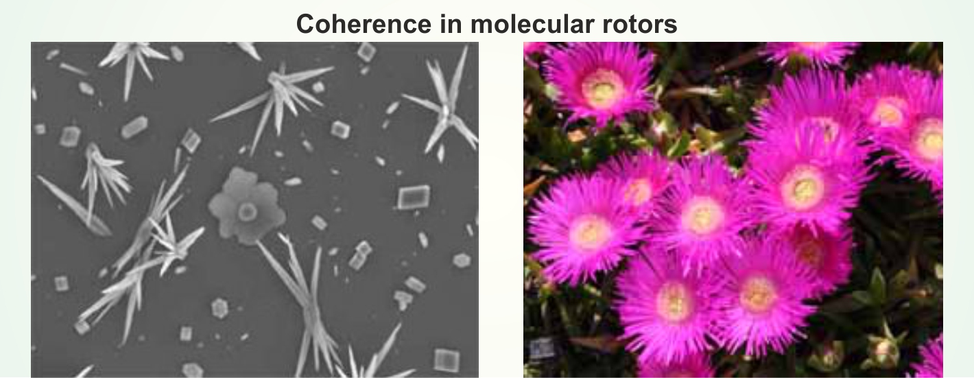 Coherence in molecular rotors